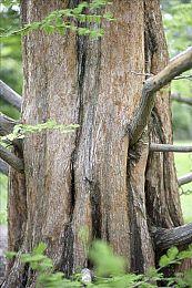 Nintendo Switch《花之女王》独特Ravir系统介绍以及说明